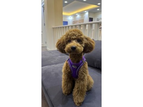 Poodle kızıma eş arıyoruz