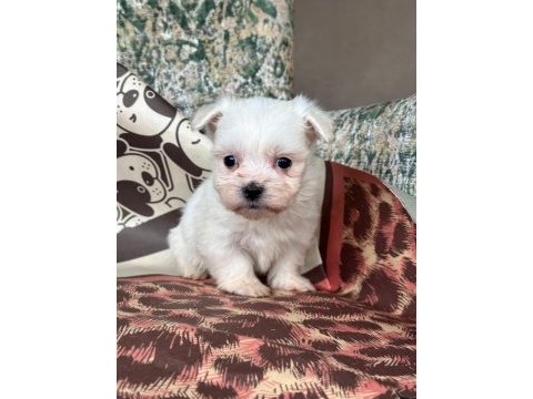 Tea cup maltese bebekler