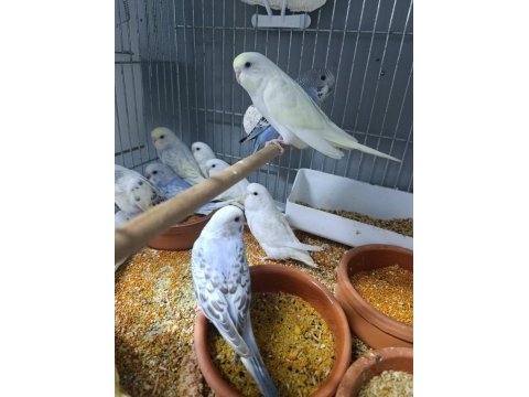 Yuvadan yeni çıkan muhabbet kuşu yavruları
