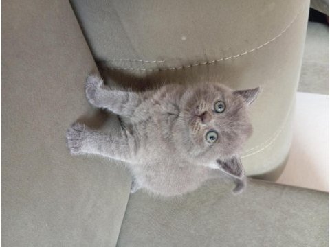 British shorthair 2 aylık