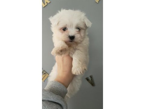 Maltese bebekler