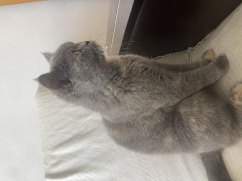 Ücretsiz sahiplendirilecek kedimiz