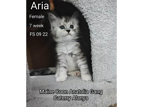 Şecereli maine coon yavrular alanya