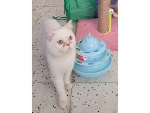 Exotic shorthair erkek