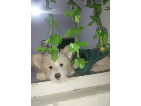 Dişi uysal köpek cesur