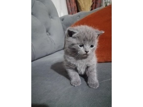 Scottish fold yavru 1 aylık