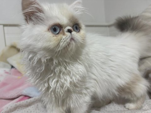 4 aylık exotic shorthair dişi