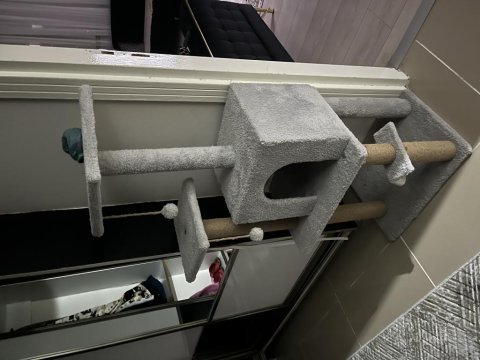 10 aylık british shorthair kedimiz