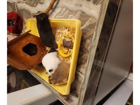 Sahibinden suriye hamster orjinal ele alışkındır