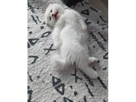 Sevimli scottish fold kedicikler