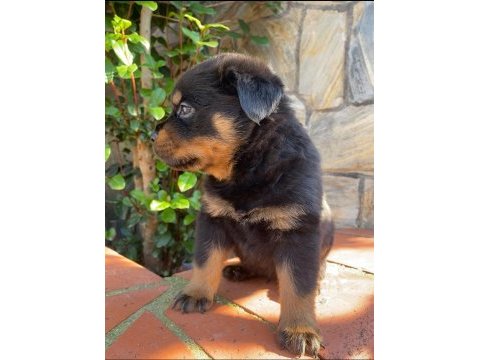 A kalite rottweiler yavruları