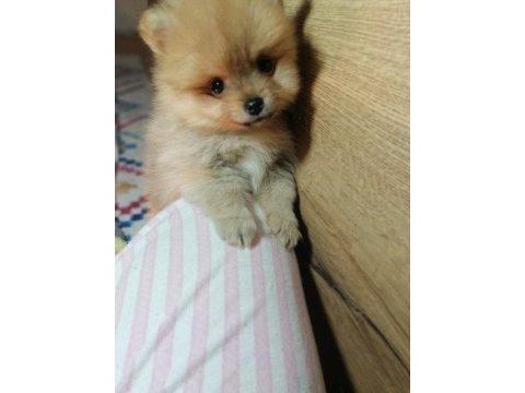 Orjinal pomeranian boo