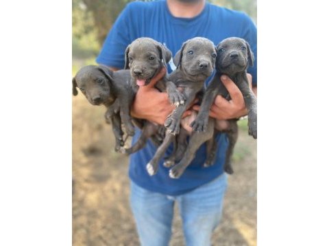 Cane corso blue yavrular