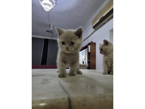 British shorthair anne altından 2 aylık safkan yavrular