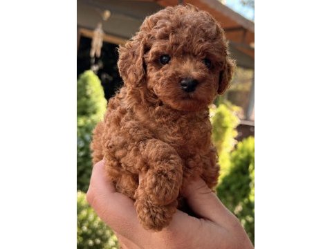 Red toy poodle erkek