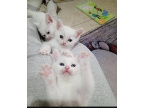 Yavru kedimiz yeni yuvasına gitmeye hazır