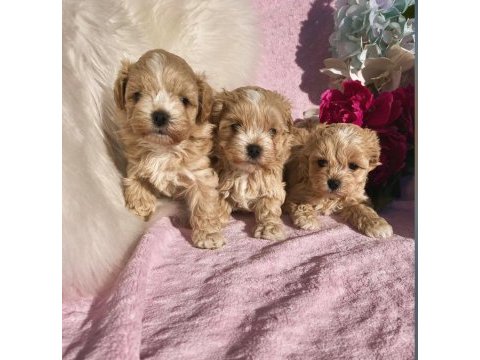 Maltipoo saf en küçük boy yavrularımız