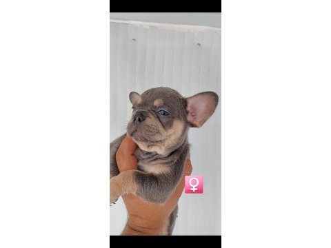 French bulldog süper anatomi
