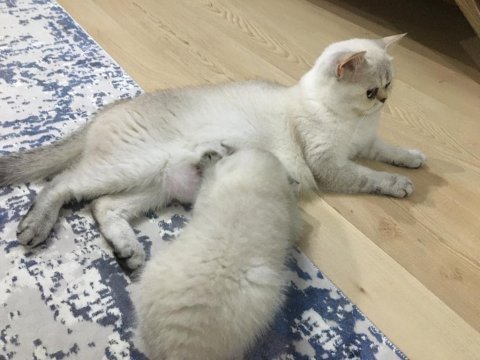 Miya yeni sıcak yuva arıyor
