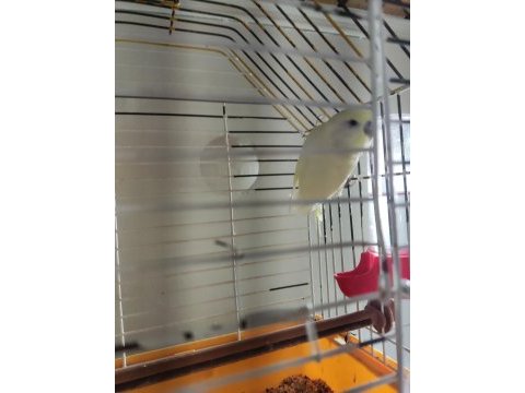Erkek kremio çek muhabbet kuşu