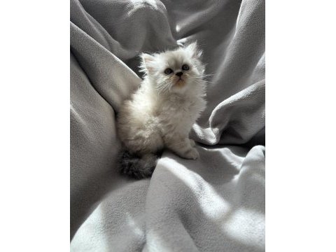 British longhair yavru kedim