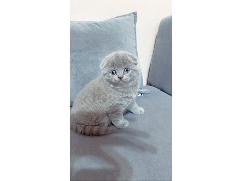 Bebek yüz top kafa scottish fold yavrularımız