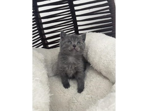 British shorthair gri safkan yavru