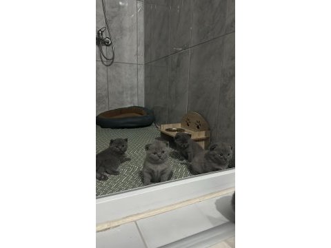 2 aylık yavru scottish fold kediler