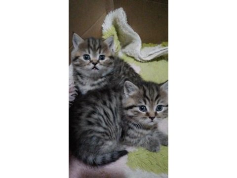 British shorthair tabby kedimiz