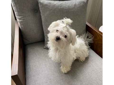 Ev doğumlu prenses maltese terrier