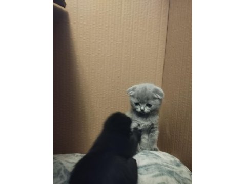 Sevimli scottish fold yavrular