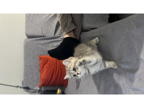 Dünya tatlısı british shorthair yavru