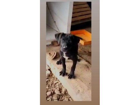 Cane corso italyan