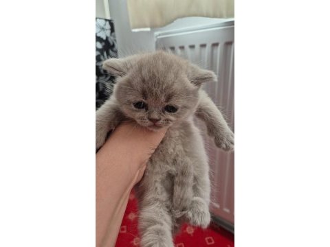 Scottish fold kedilerimiz yeni yuvalarını arıyorlar