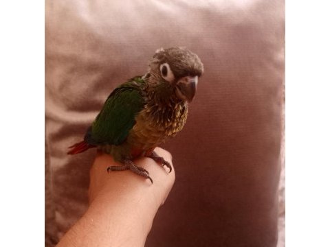 El besleme konur bebek