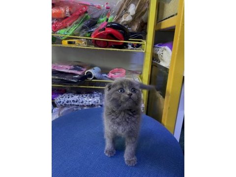 A kalite scottish fold yavru