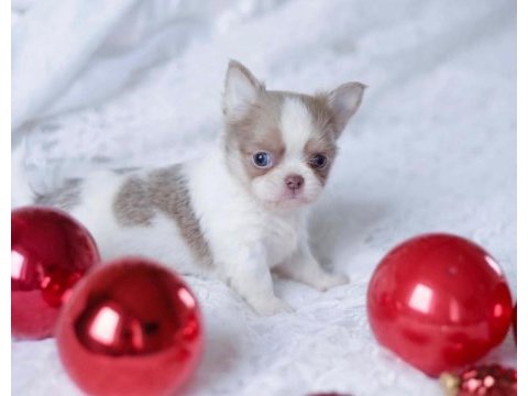 Xs dişi erkek safkan chihuahua yavrularımız
