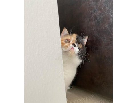 Exotic shorthair 5 aylık