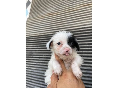 Terrier bebeklerimiz teslime hazırlanıyor