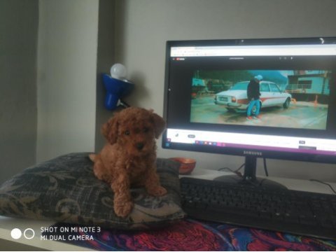3 buçuk aylık dişi poodle