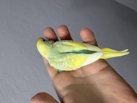 Renk güzeli yavru muhabbet kuşlar