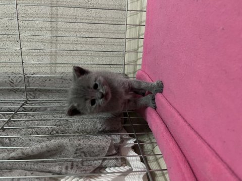 British shorthair yavrumuz yeni yuvasını arıyor
