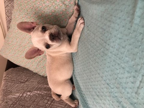 Lilac tan platinium french bulldog