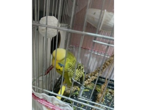 Şov jumbo takım muhabbet kuşu