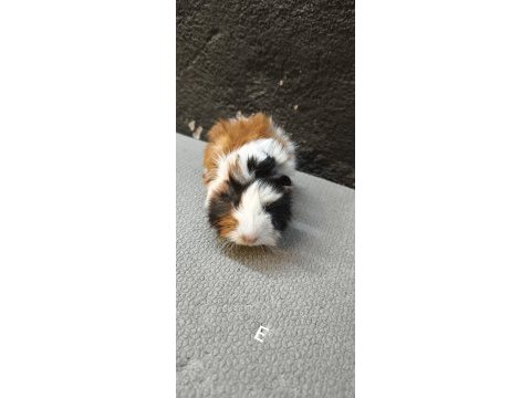 İstanbul bağcılar sahibinden ginepig