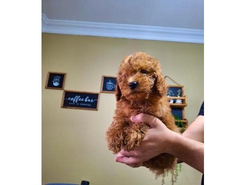 Ev doğumu red ve red brown toy poodle bebekler