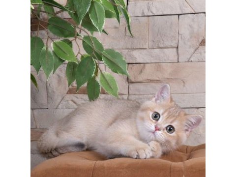 British shorthair lilac gold dişi yavru