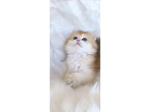 Ny11 british longhair dişi