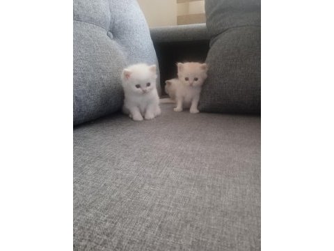 Anne baba şecereli british shorthair yavrular