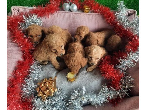 Tatlı ırk garantili korekan poodle yavrularımız